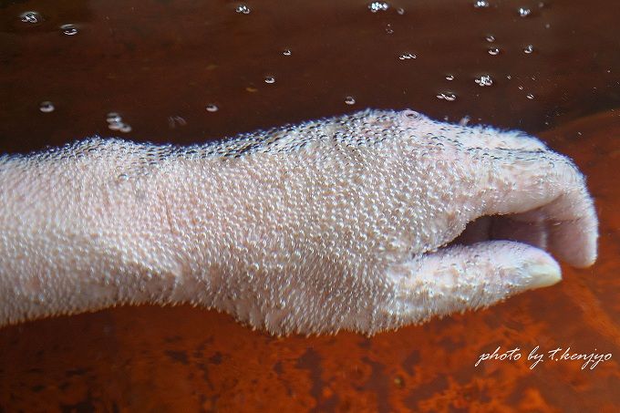 炭酸泉に浸かる腕・手 - 無数の気泡が肌一面を覆う（photo by t.kenjyo）