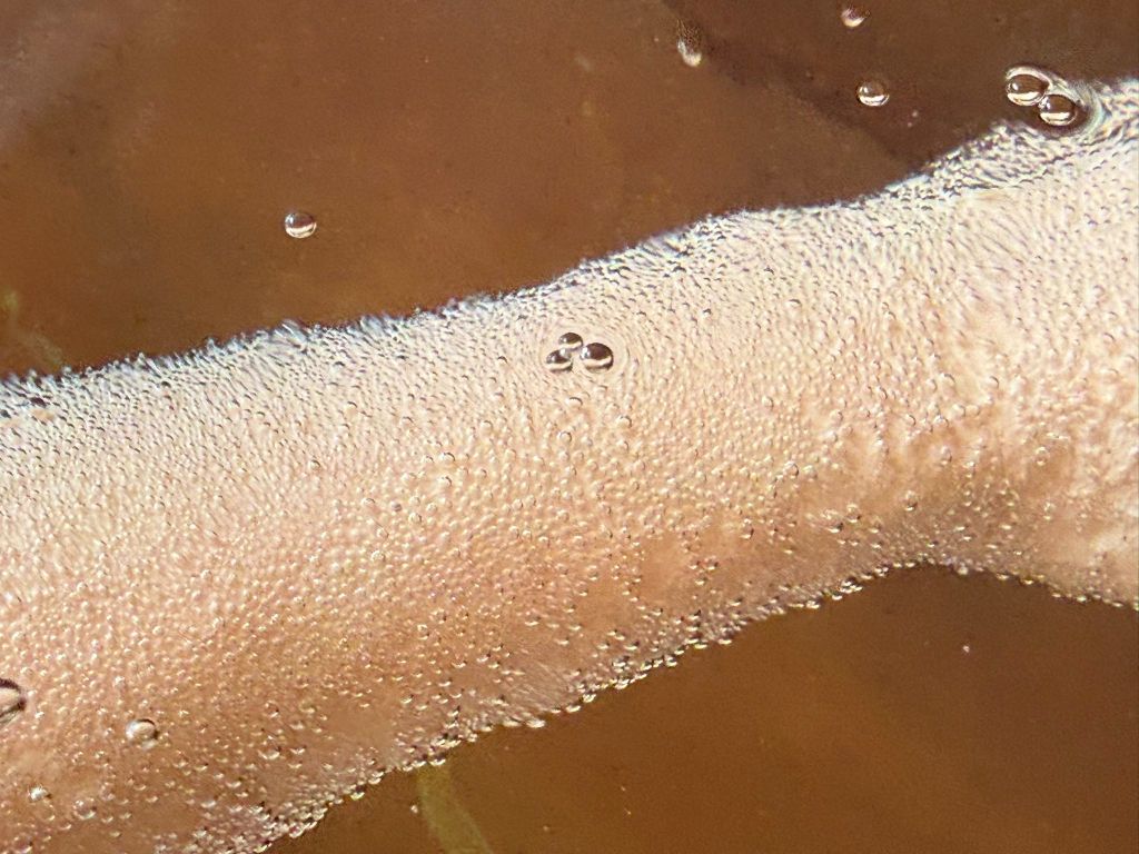 炭酸泉に浸かる腕のクローズアップ - 均一な気泡の絨毯